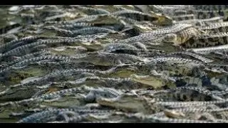 Crocodilians- Information and facts