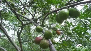 Hechos del Agro - Cosecha de jocote corona
