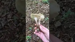 Осенние опята в МАЕ 😳