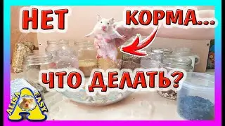 ЧЕМ КОРМИТЬ ХОМЯКА когда НЕТ КОРМА? / СДЕЛАТЬ КОРМ для Хомки ИЗ ОБЫЧНОГО МАГАЗИНА / Alisa Easy Pets