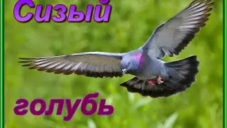 Топ 5.Удивительные факты об уличных  голубях.Кормим сизых голубей хлебом