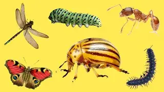 НАСЕКОМЫЕ для детей | Учим и угадываем насекомых | Учим названия и их звуки для малышей