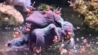 Креветка Секси (Thor amboinensis Sexy Anemone Shrimp)