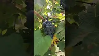Как растёт виноград в Анапе 