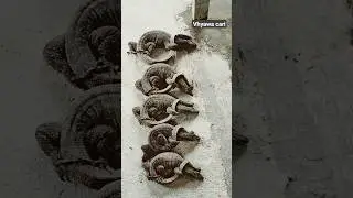 #jungle #visit #trivial #adventure #animals #fish #seefood #shorts #shortvideo