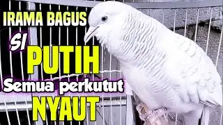 SUARA PERKUTUT PUTIH GACOR irama bagus, untuk pancingan semua jenis perkutut