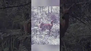 Roe deer/Косуля #nature #roedeer #hanter #косуля #тайга #фотоловушка #охота #лесу #природа #животные