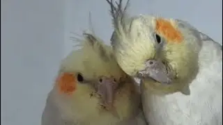 how to be the best pet bird owner? watch this video!