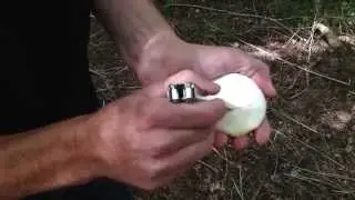The Birch Polypore, Piptoporus betulinas. How to make a Birch Polypore plaster.