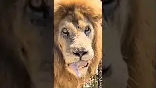 Директор сказал: "Взять!" #тайган #олегзубков #lion #юмор  #shortvideo