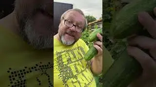 Урожай на огуречной грядке