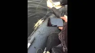 Пробный Рейд против сетей!!!