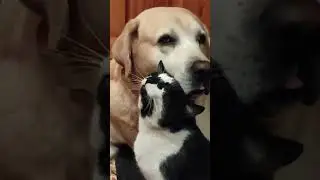 Не долюбил