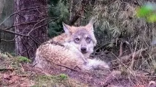 Jonge wolf ontwaakt op rendez-vous plek.
