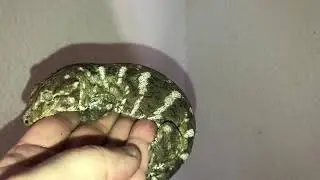 1.5 yrs old CB F1 Rhacodactylus leachianus Mont Dore female