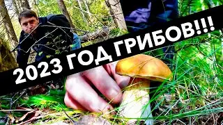 МОРЕ ГРИБОВ НА СКАЗОЧНОМ БОЛОТЕ/ЕЛЕ ДОПЁР БОЛЬШУЮ КОРЗИНУ/2023