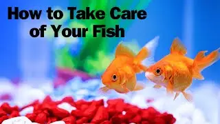 How to Take Care of Your Fish - how to create a bond with your betta fish