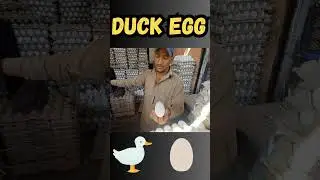 AMAZING DUCK EGGS SEASON