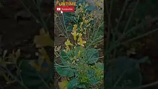 Gobhi kay bij tayar 😱 grow seeds || fast growing vegetables at home || Funtime 👍