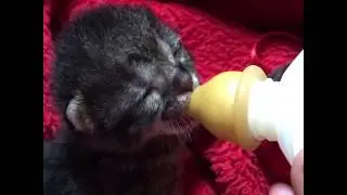 Little kitten eating from the bottle 