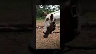 Petite vidéo de ma passion avec mon cheval Selena