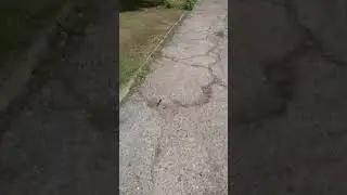 гуляю с черепахой