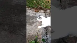 Kucing Putih Mendengkur Marah 