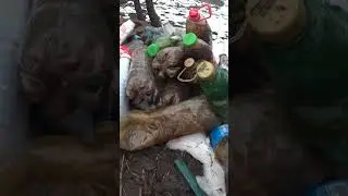 пивоварение  или виноваренье #витямитя #вітямітя