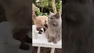 น้องแมวน่ารัก Cat garden