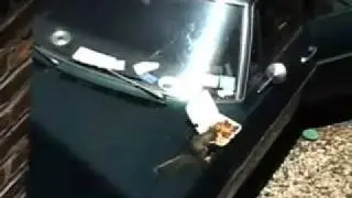 squirrel eats chinese food