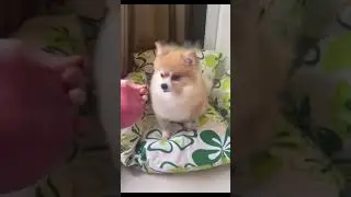 😁😁Funniest Cats and Dogs Video 🐕🐈‍⬛😿 #funny #dogs #cats #trending