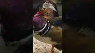 Утки: Красота разнообразия 😉 #птицы #животные #утка