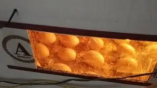 Karton Kutudan Kuluçka Makinesi-Bölüm 7