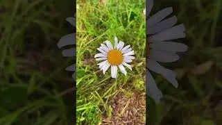 Тихая охота на лисичек #day #reels #sun #vlog #holiday #follow #тикток