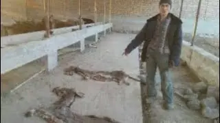 Наманганда эшак гўштини сўйганлар ушланди, балки сотувга чиқиб кетган бўлиши ҳам мумкин😨