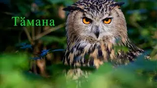 Чӗрчунсен тӗнчи: Тӑманасем ҫинчен