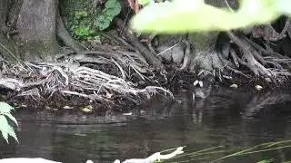Thetford,River,07 2019