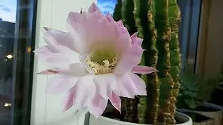 Цветение кактуса #кактус #кактусцветет #цветы #кактусноехобби