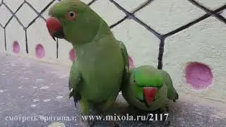 Попугайчики #143 лучшие моменты