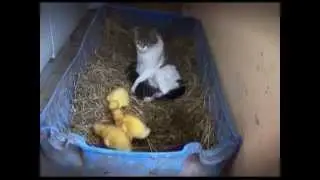 Наши питомцы