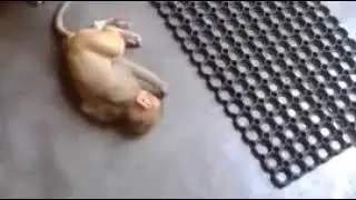 The Best Funny Pet  Animal Chase Videos of 2018 Funny Pet Videos TRY NOT TO LAUGH