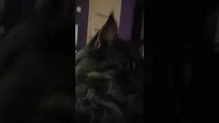 Мейн-Кун Бруклин # серьёзный кот 🙀