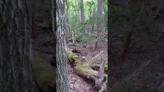 The sounds of Aokigahara in the morning 2021