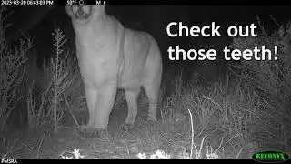 Mountain Lion (Puma concolor) - Part V