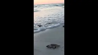 Watch: Storm Wipes Out Hundreds Of Flordia Sea Turtle Nests