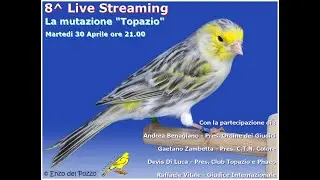 Canary Team - 8^ Live Streaming - La mutazione " Topazio "