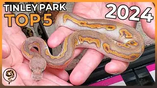 These are the TOP 5 Ball Pythons at NARBC Tinley Park October 2024!