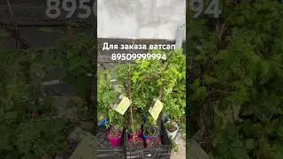 3 июня 2024 г.