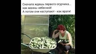 про огурцы