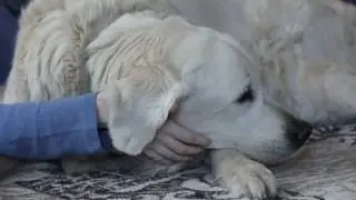 Канес и фелинотерапия